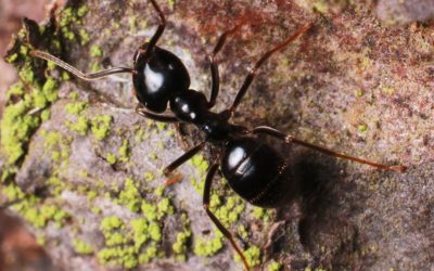 Black ant on tree bark.