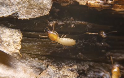 Selective focus of the small termite on decaying timber. The termite on the ground is searching for food to feed the larvae in the cavity.